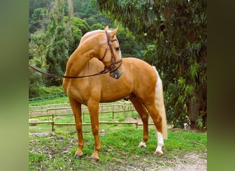 Lusitanos, Hengst, 7 Jahre, 16 hh, Palomino