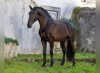 Lusitano, Stallion, 7 years, 16,2 hh, Black