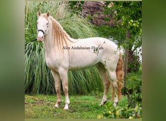 Lusitano, Stallion, 8 years, 15.2 hh, Perlino