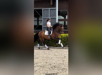 Lusitano Mix, Stallion, 8 years, 16.1 hh, Brown