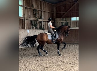 Lusitano Mix, Stallion, 8 years, 16.1 hh, Brown