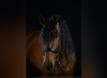 Lusitano Mix, Stallion, 8 years, 16.1 hh, Brown