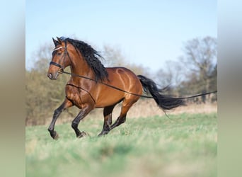 Lusitano Mix, Stallion, 8 years, 16.1 hh, Brown