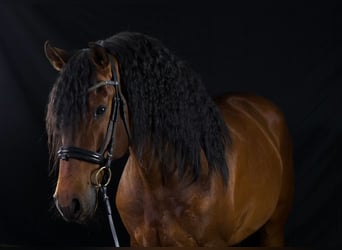 Lusitano Mix, Stallion, 8 years, 16.1 hh, Brown