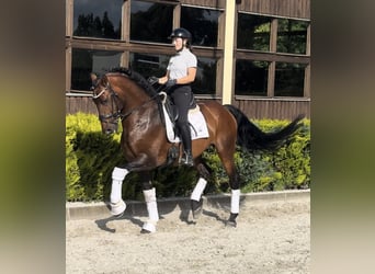 Lusitano Mix, Stallion, 8 years, 16.1 hh, Brown