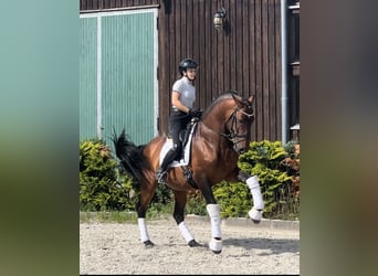Lusitano Mix, Stallion, 8 years, 16.1 hh, Brown