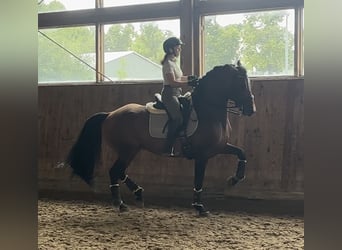 Lusitano Mix, Stallion, 8 years, 16.1 hh, Brown