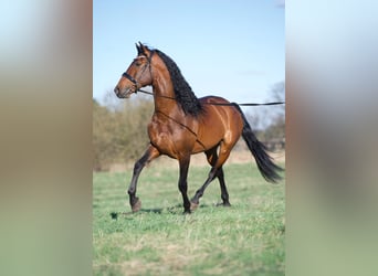 Lusitano Mix, Stallion, 8 years, 16.1 hh, Brown