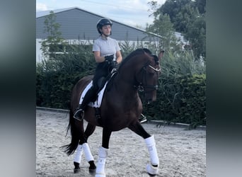 Lusitano Mix, Stallion, 8 years, 16.1 hh, Brown