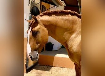 Lusitano, Stallion, 8 years, 16.1 hh, Red Dun