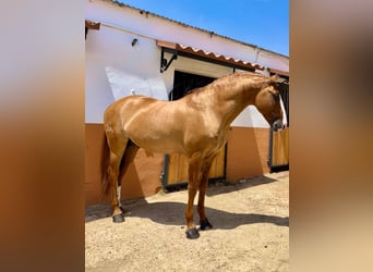 Lusitano, Stallion, 8 years, 16.1 hh, Red Dun