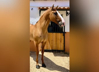 Lusitano, Stallion, 8 years, 16.1 hh, Red Dun