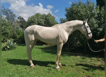 Lusitano, Stallion, 8 years, 16.2 hh, Cremello