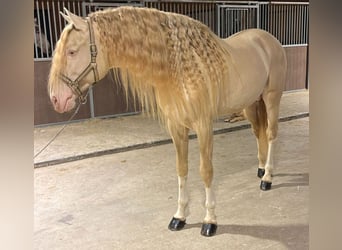 Lusitano, Stallion, 8 years, 16.3 hh, Cremello