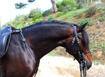 Lusitano, Stallion, 8 years, 16 hh, Bay-Dark