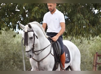 Lusitano, Stallion, 8 years, 16 hh, Gray