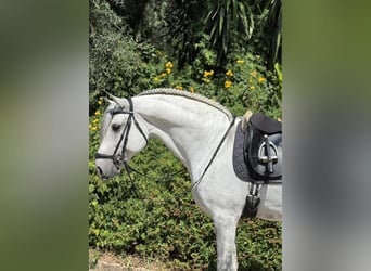 Lusitano, Stallion, 8 years, 16 hh, Grey