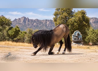Lusitano Mix, Stallion, 8 years, 16 hh, Grullo