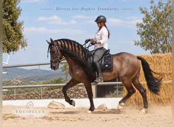 Lusitano Mix, Stallion, 8 years, 16 hh, Grullo