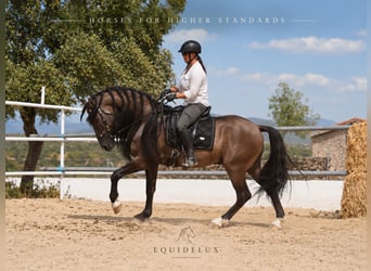 Lusitano Mix, Stallion, 8 years, 16 hh, Grullo