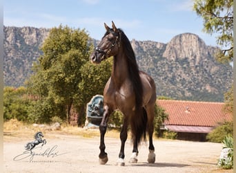 Lusitano Mix, Stallion, 8 years, 16 hh, Grullo