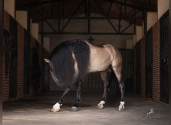 Lusitano Mix, Stallion, 8 years, 16 hh, Grullo