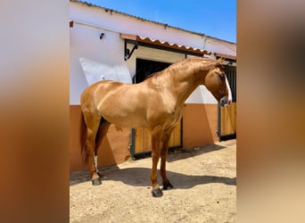 Lusitano, Stallion, 8 years, 16,1 hh, Red Dun