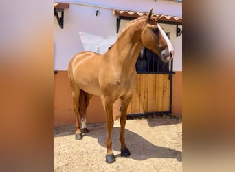 Lusitano, Stallion, 8 years, 16,1 hh, Red Dun