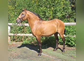 Lusitano, Stallion, 9 years, 14,2 hh, Dun