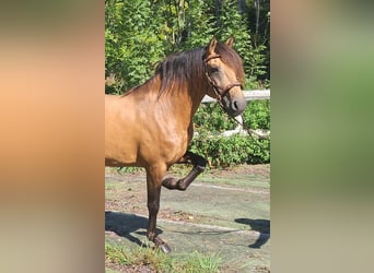 Lusitano, Stallion, 9 years, 14,2 hh, Dun