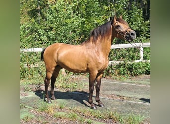 Lusitano, Stallion, 9 years, 14,2 hh, Dun