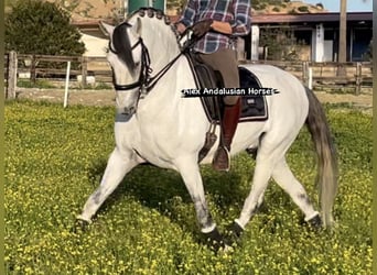 Lusitano, Stallion, 9 years, 15.2 hh, White
