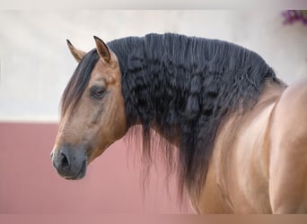 Lusitano, Stallion, 9 years, 15 hh