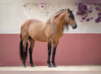 Lusitano, Stallion, 9 years, 15 hh