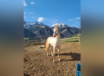 Lusitano Mix, Stallion, 9 years, 15,2 hh, Champagne