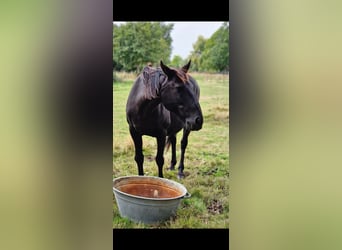 Lusitano, Stallion, 9 years, 15,3 hh, Black