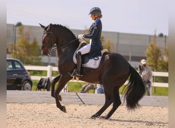 Lusitano, Stallion, 9 years, 15,3 hh, Black