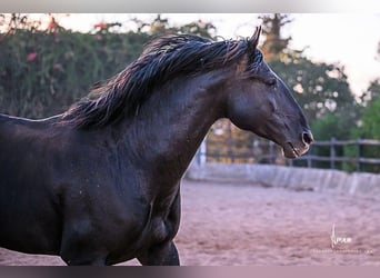 Lusitano, Stallion, 9 years, 16.1 hh, Black