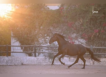 Lusitano, Stallion, 9 years, 16.1 hh, Black