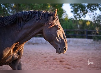 Lusitano, Stallion, 9 years, 16.1 hh, Black