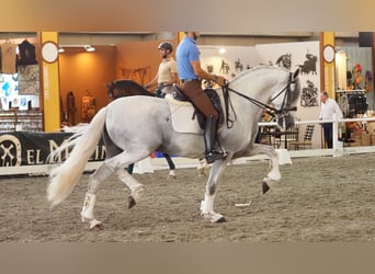 Lusitano, Stallion, 9 years, 16.1 hh, Gray