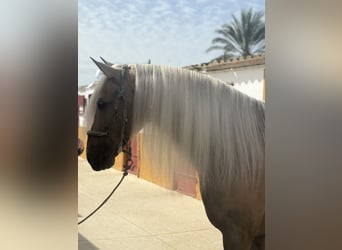 Lusitano Mix, Stallion, 9 years, 16.1 hh, Palomino