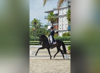 Lusitano, Stallion, 9 years, 16 hh, Black