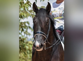 Lusitano, Stallion, 9 years, 16 hh, Black