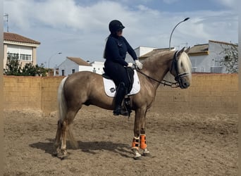 Lusitano Mix, Stallion, 9 years, 16,1 hh, Palomino