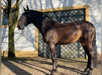 Lusitano, Stallion, 9 years, 16,2 hh, Buckskin