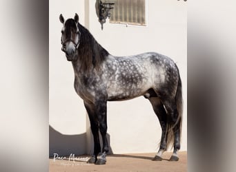 Lusitano, Stallion, 9 years, 17 hh, Gray-Dapple