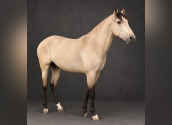 Lusitano, Stallion, 4 years, 16 hh, Brown