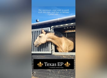 Lusitano, Stallion, 2 years, 16,2 hh, Buckskin