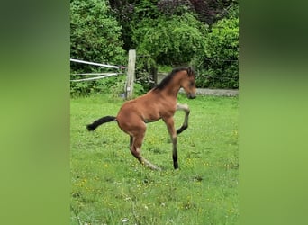 Lusitano Mix, Stallion, Foal (05/2026), 15.2 hh, Brown